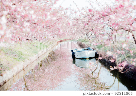 Superb view of cherry blossom trees and small boats on Kasamatsu Kawazu Sakura Road 92511865