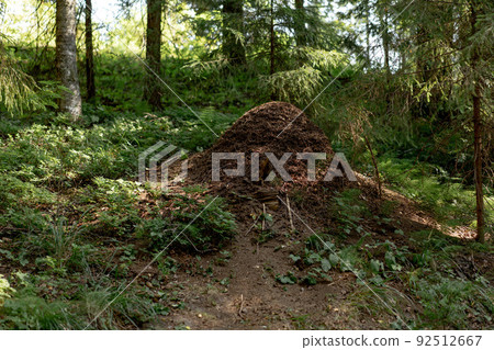 Big ant hill in green forest of Karelia. Summer in Russia Big ant hill in green forest of Karelia. Summer in Russia 92512667