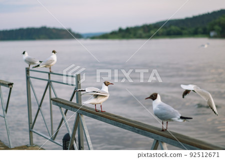 seagulls sitting on railing of wooden pier of Ladoga lake. Region of Karelia, Sortavala, Russia 92512671