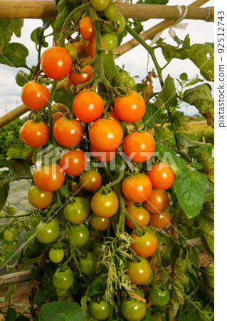 紅色成熟的櫻桃番茄 92512743