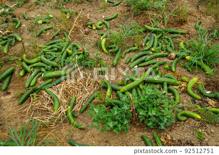 Vegetables discarded due to overproduction Vegetables discarded due to overproduction 92512751