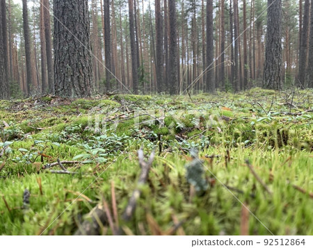Ground overgrown with green moss, grass and tree trunks 92512864
