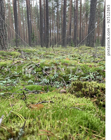 Ground overgrown with green moss, grass and tree trunks 92512865