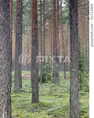 Ground overgrown with green moss, grass and tree trunks Ground overgrown with green moss, grass and tree trunks 92512869