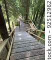 Wooden ladder among the tall tree trunks in the forest Wooden ladder among the tall tree trunks in the forest 92512962