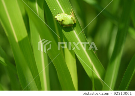 潛伏在草的樹蔭下的一隻幼小樹蛙 92513061
