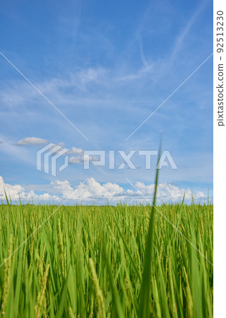 Rural landscape 92513230