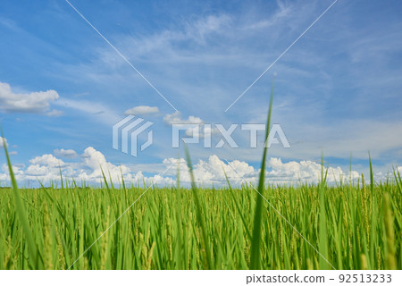 Rural landscape Rural landscape 92513233