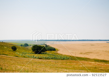 Kharkiv, Ukraine. Golden wheat ripens in an agricultural field where cereals are harvested. Golden grain grains. 92513527