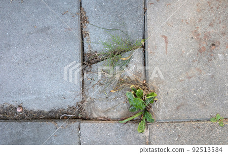Weed control in the city Weed control in the city 92513584