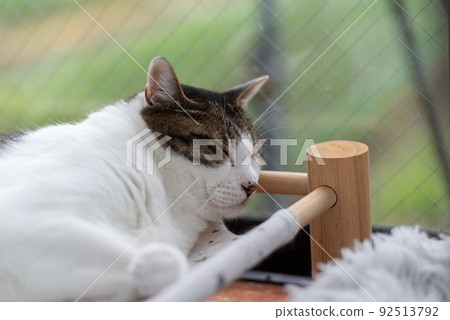 Relaxing cat Pheasant cat Relaxing cat Pheasant cat 92513792