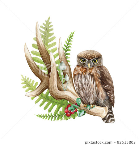 Small brown owl on the horn. Watercolor illustration. Hand drawn forest natural decor with fern, elk horn, pygmy owl. Wildlife nature scene. Natural style decorative element Small brown owl on the horn. Watercolor illustration. Hand drawn forest natural decor with fern, elk horn, pygmy owl. Wildlife nature scene. Natural style decorative element 92513802