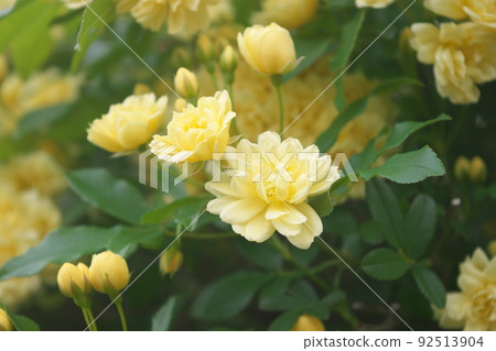 班克斯夫人玫瑰的黃色花朵[綠色背景] 92513904