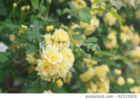 班克斯夫人玫瑰的黃色花朵[綠色背景] 92513929