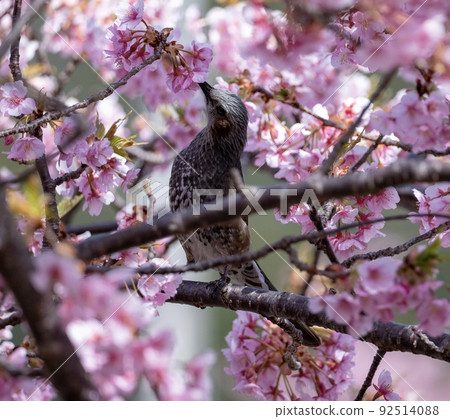  Cherry blossoms and birds 92514088
