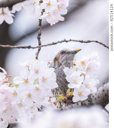 Birds and cherry blossoms in full bloom 92514124
