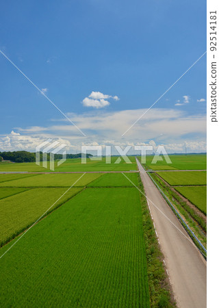 Rural landscape Rural landscape 92514181