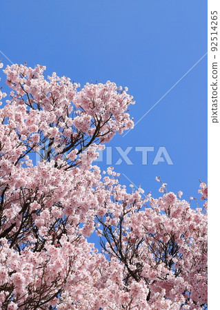 盛開的江戶彼岸[藍天背景] 92514265