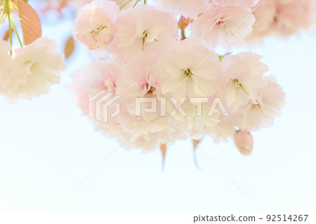 盛開的八重櫻(普玄藏)特寫 盛開的八重櫻(普玄藏)特寫 92514267