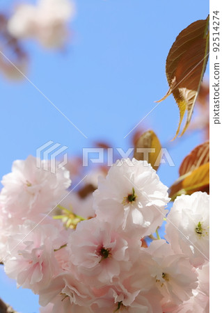 盛開的重瓣櫻花（普玄藏）特寫[藍天背景] 92514274
