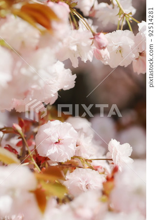 Close-up of Yae Sakura (Fugenzo) in full bloom 92514281