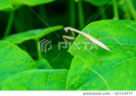 等待獵物的年輕螳螂 92514477