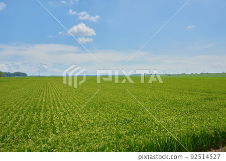Country landscape Summer Country landscape Summer 92514527