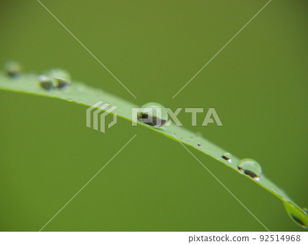 Water drops on the leaves 92514968