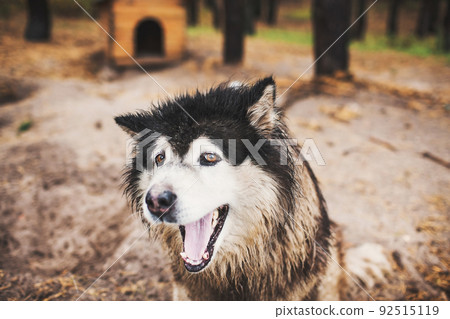 Big dog sits on the sand and smiles Big dog sits on the sand and smiles 92515119