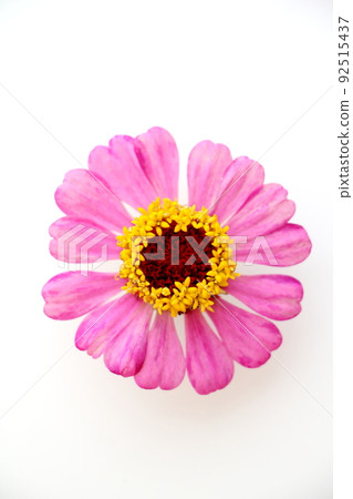 Bamboo grass 92515437