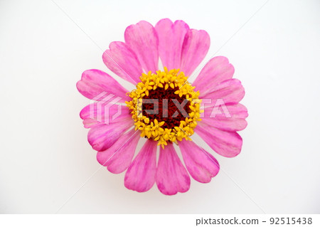 Bamboo grass 92515438