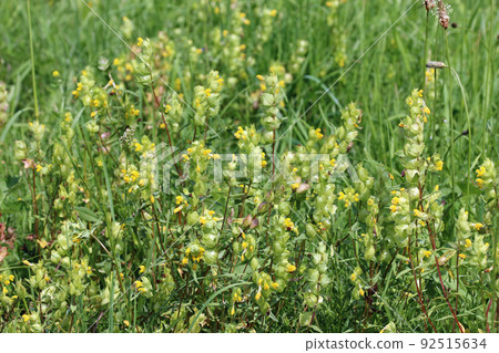 Yellow rattle flowers in a field Yellow rattle flowers in a field 92515634