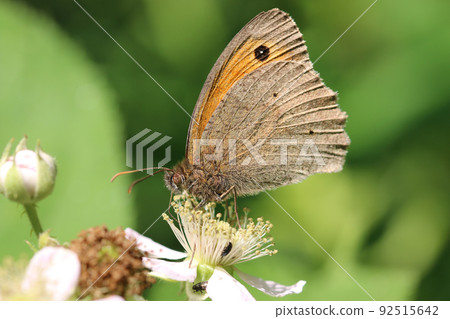 Meadow brown butterfly feeding on bramble flower in close up 92515642