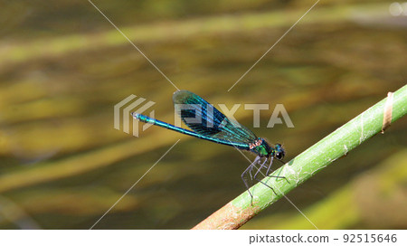 Banded demoiselle damselfly male resting on a stem Banded demoiselle damselfly male resting on a stem 92515646