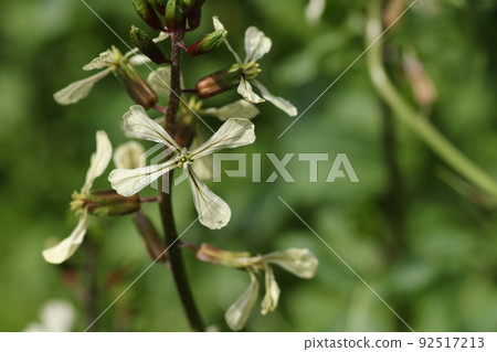 White flowers of arugula, a brassicaceae herb 92517213