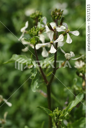 White flowers of arugula, a brassicaceae herb White flowers of arugula, a brassicaceae herb 92517215