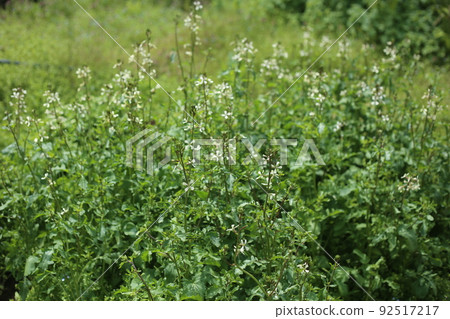 White flowers of arugula, a brassicaceae herb White flowers of arugula, a brassicaceae herb 92517217