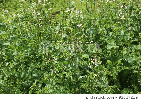 White flowers of arugula, a brassicaceae herb 92517219
