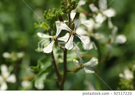 White flowers of arugula, a brassicaceae herb White flowers of arugula, a brassicaceae herb 92517220