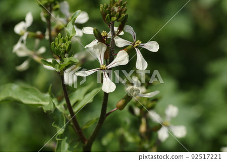 White flowers of arugula, a brassicaceae herb 92517221