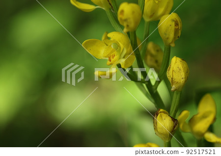 Kinran, which shines yellow and blooms in the forest 92517521