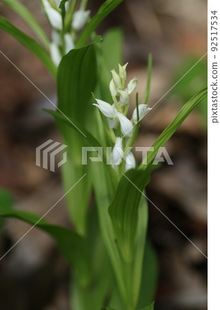 A rare ginran flower that blooms quietly under the forest of a satoyama 92517534