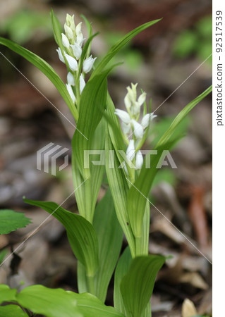 A rare ginran flower that blooms quietly under the forest of a satoyama A rare ginran flower that blooms quietly under the forest of a satoyama 92517539