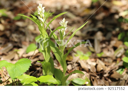 A rare ginran flower that blooms quietly under the forest of a satoyama 92517552