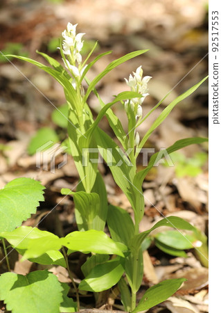 A rare ginran flower that blooms quietly under the forest of a satoyama A rare ginran flower that blooms quietly under the forest of a satoyama 92517553