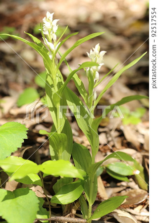 A rare ginran flower that blooms quietly under the forest of a satoyama A rare ginran flower that blooms quietly under the forest of a satoyama 92517554