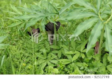 盛開在春天森林裡的 Arisaema thunbergii 92517749