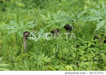Arisaema thunbergii blooming in the spring forest Arisaema thunbergii blooming in the spring forest 92517751