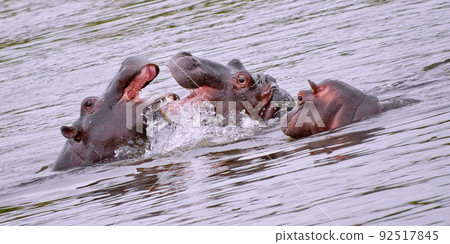 Hippo, Hippopotamus, Kruger National Park, South Africa 92517845