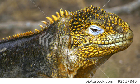 Galapagos Land Iguana, Galapagos National Park, Ecuador 92517849